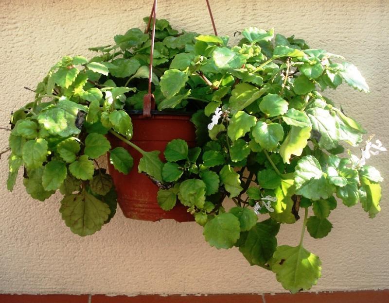 Planta 3
